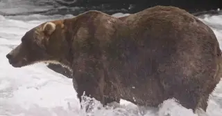 Backpack Wins 12th Annual Fat Bear Week in Narrow Final