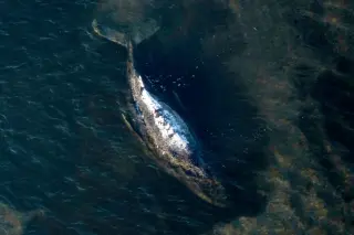 Autopsy Planned After Dead Humpback Whale Is Dragged Ashore in Denmark