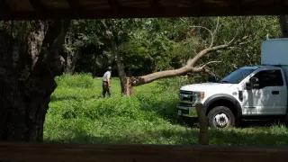 Judge jokes 'I am not the Lorax' as DC golf-course trees are cleared for Trump renovation