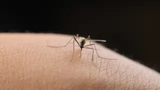 Teen in LA Hospitalized with Rare West Nile Complication After Mosquito Bite
