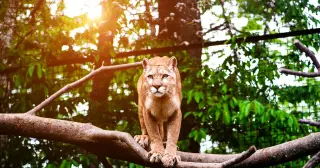 Mountain Lions Spark a Trophic Cascade at a Small California Preserve