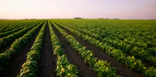 US-Canada tariff clash could reshape fertilizer use for years