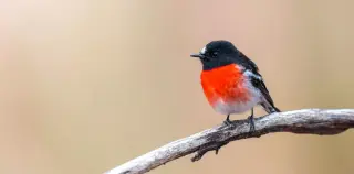 Songbirds: Ancient Australian Origins and Modern Mental Health Benefits