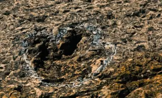 Ancient Mongolian Trackway Rediscovered, Revealing 31 Giant Dinosaur Footprints