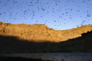 Less Mosquitoes, More West Nile: drought fuels a spike in U.S. virus cases