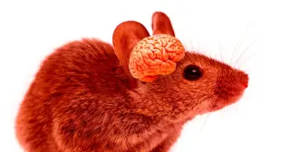 Mice With Human Cortical Neurons: A New Frontier in Brain Research