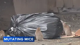 Rutgers study: Philadelphia mice mutating, forcing changes in pest control