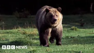 Body of hiker recovered after suspected bear attack in Glacier National Park