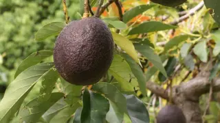 Avocado Flowers Flip Gender Daily, Revealing a Clocklike Genetic Switch