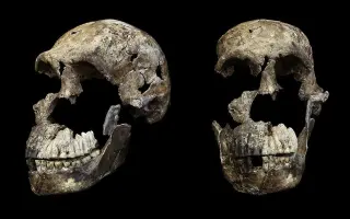 Proteomic clues hint Rising Star Homo naledi fossils were all female