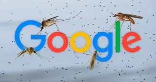 Google Plans 32 Million Infected Mosquitoes to Fight Diseases