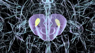 Virus Exposure Triggers Parkinson's-Like Brain Damage in Mice, Study Finds