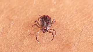 New Tick-Borne Virus ALTNV Linked to Low Platelets and Liver Injury