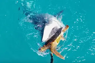 Drone captures tiger shark predation on sea turtle off Western Australia