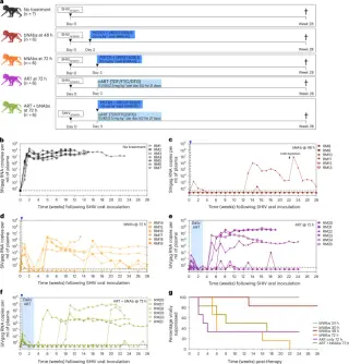 Triple therapy halts HIV reservoir seeding in infant macaques