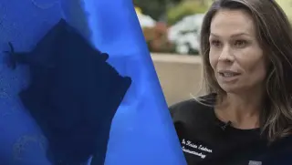 Richmond doctor’s bat-in-mouth scare underscores need for quick rabies testing