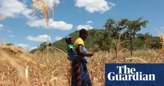 El Niño Could Push 50 Million More People Into Acute Hunger, WFP Warns