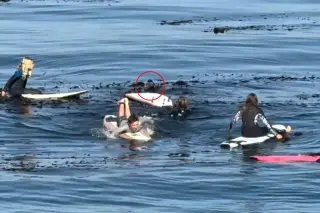 Santa Cruz Otter Confronts Youth Surfers in Viral Standoff
