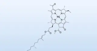 Decade-long breakthrough: first total synthesis of bacteriochlorophyll a achieved in lab