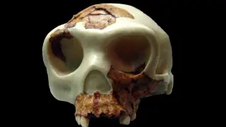 Gran Dolina Discoveries Show Cannibalism Affected Adults Too