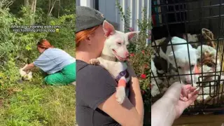 Bush-Shelter Rescue Turns Penny into a Forever Home Candidate