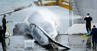 Iceland moves to ban whaling, leaving Japan and Norway isolated