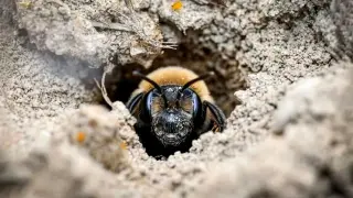 Ithaca Cemetery Houses About 5.5 Million Ground-Nesting Bees