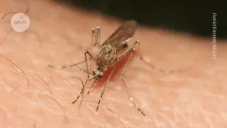 Mosquitoes on the Move: four charts reveal a widening global threat