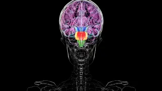 New Study Reveals Brain Develops from Two Distinct Progenitor Lines, Not One