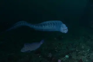 Huge Wolf Eels Spotted in the Salish Sea, Up to Eight Feet Long