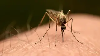 Flight-Borne Malaria Claims Three Lives in Frankfurt