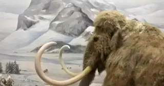 Ancient RNA Survives 39,000 Years in Mammoth Muscle, Revealing its Final Stress Signals
