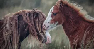 Social bonds steer wild horses' gut microbes, outpacing bloodlines