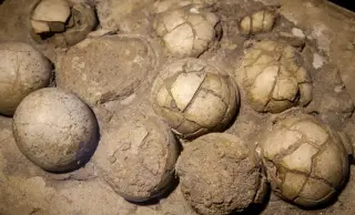 India’s Massive Titanosaur Nesting Site Uncovered with 256 Eggs Across 92 Nests
