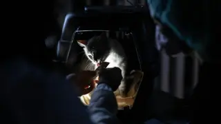 Venezuela's earthquake-pet rescues spark hopeful reunions as families search