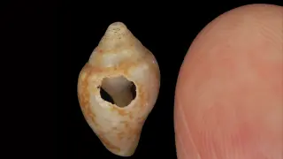 Ancient Neanderthals and Modern Humans Learned Together in Turkey 59,000 Years Ago