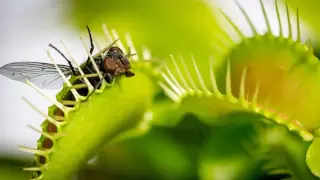 Venus Flytraps Snap Shut via Rapid Wall Relaxation, Study Finds