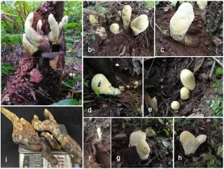 Ancient Chinese Forests Yield 'D-rex,' a Giant Fungus Dating to the Post-Dinosaur Era
