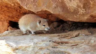 Desert Mouse Defies Aging, Hinting at New Longevity Pathways for Humans