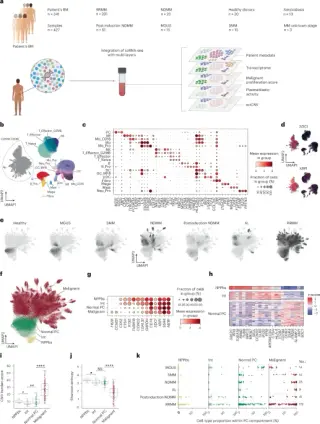 Single-cell atlas redefines myeloma archetypes and proliferative states, guiding prognosis and FCRL2-targeted therapy