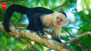 Wild capuchins in Costa Rica master an AI touchscreen for banana rewards