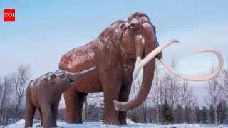 Colossal Biosciences Sparks Debate Over 'De-Extinction' Claims and Mammoth Timelines