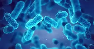 Georgia Sees Jump in Drug-Resistant Fungus Cases, CDC Reports