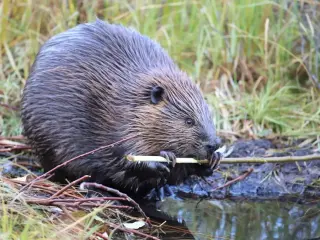 Beaver Bite Sends 13-Year-Old to Hospital at Cunningham Falls Park