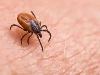 Tick Bites Drive Northeast ER Visits to Decade-High, CDC Data Show