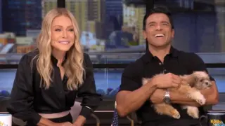Kelly Ripa and Mark Consuelos Confirm Adoption of Rescued Shih Tzu Named Javi