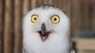Bird Masturbation Across Species Points to Evolutionary Role