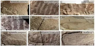 Jurassic Insects Sing: AI Reconstructs a 165-Million-Year Soundscape