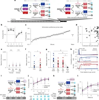 Mice Seek Knowledge: Orbitofrontal Cortex Encodes Intrinsic Information Value
