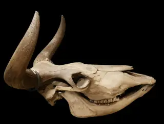 Genetic bottlenecks and hunting drove aurochs extinction in Scandinavia